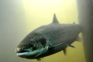 L'ultimatum des élus et pêcheurs du Haut-Allier sur le saumon