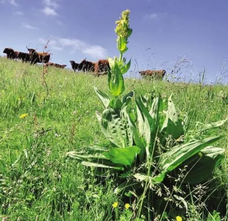 La gentiane, plante emblmatique de l'Auvergne - La Montagne