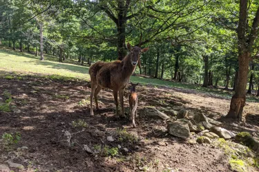 Nouvelle naissance au Parc animalier d'Auvergne avec l'arrivée d'un cerf de Thorold
