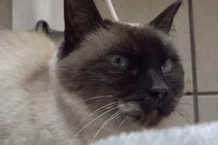 Pilule, une chatte de 13 ans à adopter à l'APA du Puy-de-Dôme