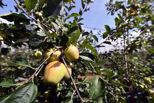 En Auvergne, un projet vise à exploiter des vergers abandonnés pour valoriser leurs fruits et lutter contre le gaspillage