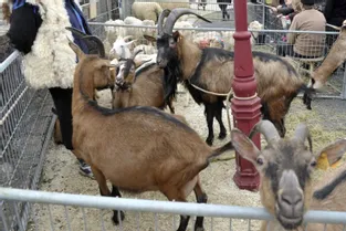 La 41e foire aux chèvres se déroulera le dimanche 24 avril