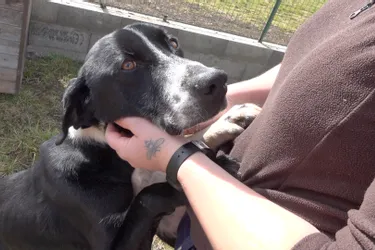 Evil, chien croisé border, est à adopter à l'APA du Puy-de-Dôme