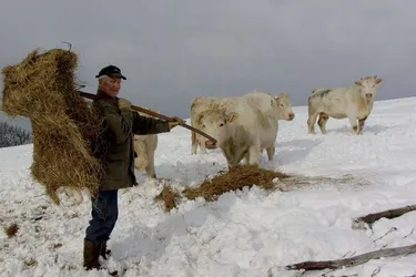 Les éleveurs surpris par la neige