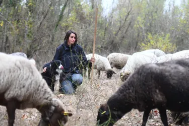 Un troupeau de 250 ovins passe à table en assurant l’entretien de l’espace des Coqueteaux