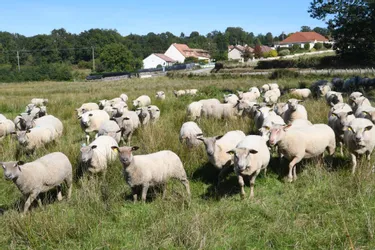 Plusieurs vols de moutons en Creuse : la colère d'un éleveur