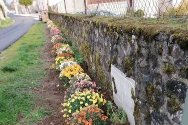 Des chrysanthèmes pour colorer les rues