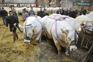 28 éleveurs présents au 68e concours de Jaligny-sur-Besbre