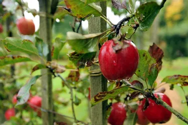 Les Croqueurs de pommes du Cantal en actions
