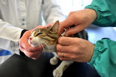 Identification et stérilisation des chats et chiens : l'Ecole du chat sensibilise les propriétaires et maires de la Creuse