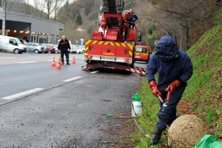 Puy-de-Dôme : à compter du 1er juin, les pompiers feront payer les destructions de nids de guêpes