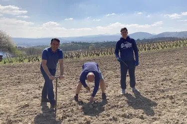 Près de 1.300 pieds de vignes plantés