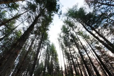 « La forêt du Livradois peut tout produire »