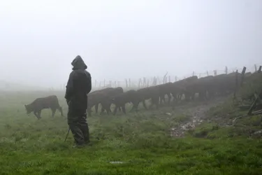 On enquête sur le pastoralisme en Auvergne