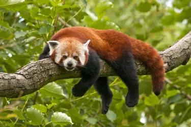 Plusieurs arrivées d'animaux au PAL (Allier), dont un panda roux mâle