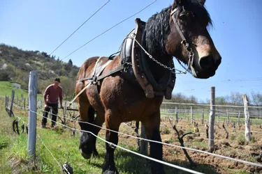 La vigne d’Auzat, sur la commune de Villeneuve-d’Allier, reprend vie en grande pompe