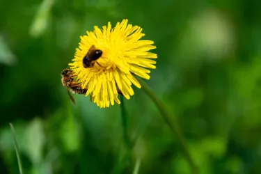 Au secours des insectes pollinisateurs : les CPIE lancent l'offensive dans le Massif central avec Polliniz'acteurs