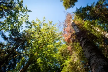 La forêt de Creuse à l'épreuve du réchauffement climatique