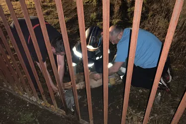 Sauvetage nocturne réussi pour un chevreuil coincé dans les grilles d'un garage à Malemort