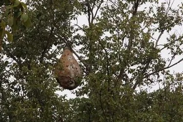 Un énorme nid de frelons asiatiques neutralisé par les pompiers à Châtel-Guyon
