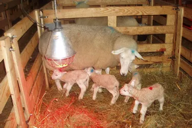 Des quadruplés dans un élevage ovin