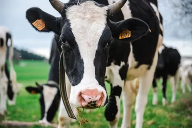 Pourquoi la Cour des comptes réclame-t-elle une "réduction importante" du nombre de vaches en France ?