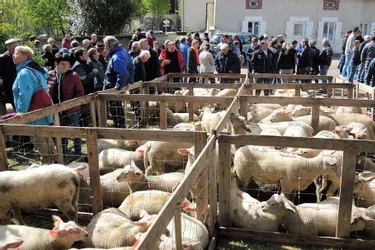 La foire aux ovins de Molles attire éleveurs et visiteurs depuis 50 ans
