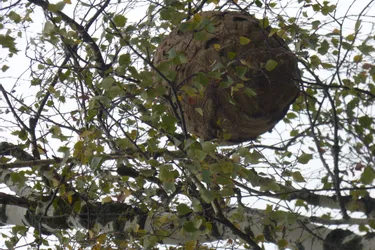 Un nid de frelons asiatiques dans un jardin