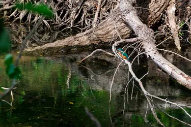 Le surprenant oiseau turquoise aperçu à Thiers était un martin-pêcheur (Puy-de-Dôme)
