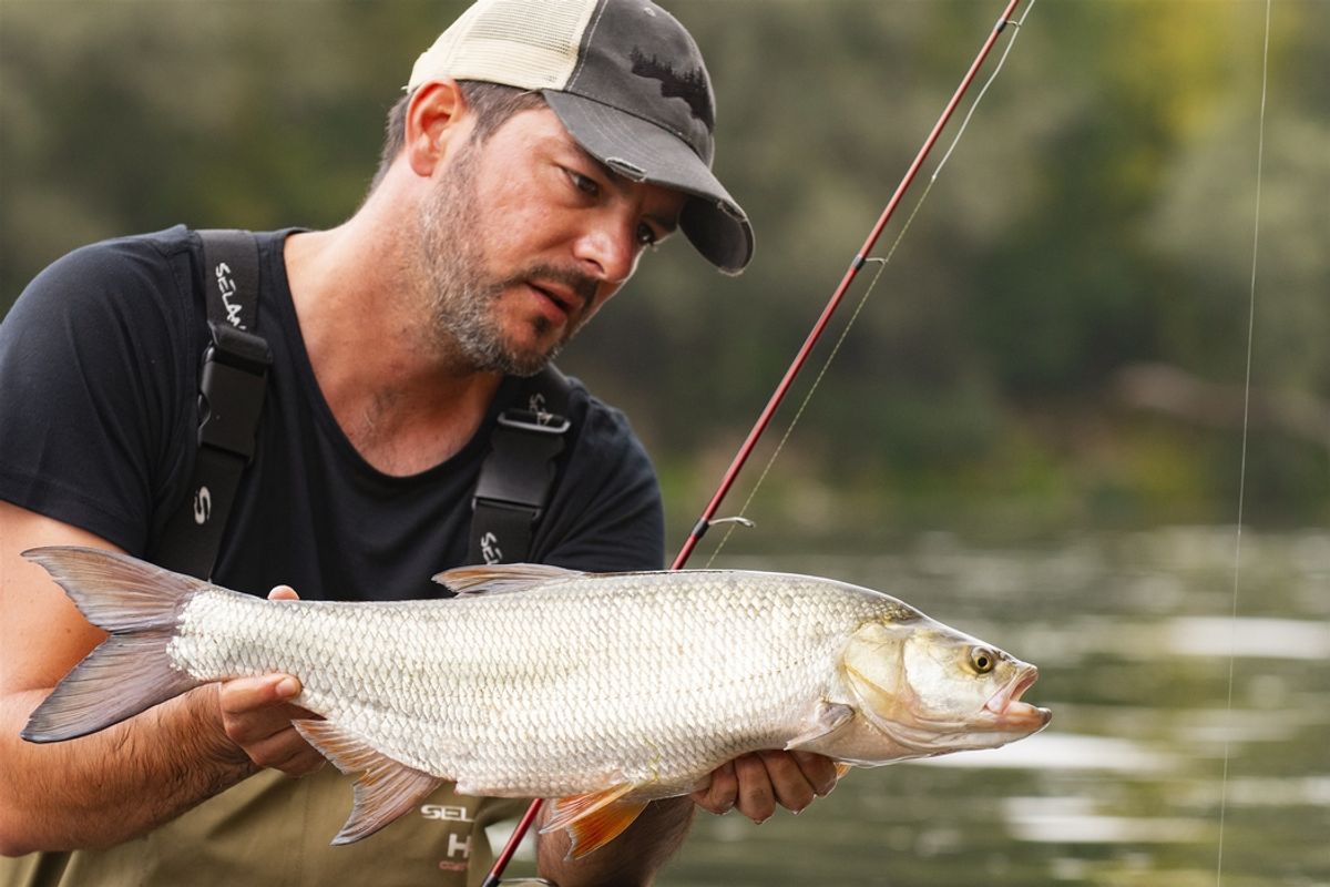 L'été, la bonne saison pour pêcher l'aspe dans la Loire, dans les ...