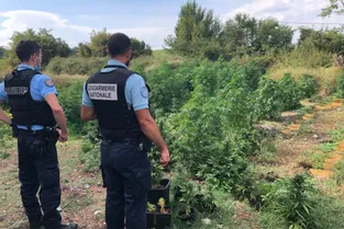 196 pieds de cannabis découverts par les gendarmes près de Vertaizon (Puy-de-Dôme)
