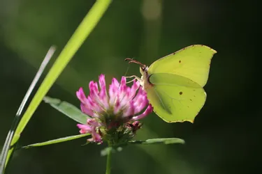 Apprenez à reconnaître quatre espèces de papillons communs dans l'Allier