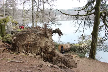 La tempête Bella et les fortes chutes de neige ont fait des dégâts dans la forêt du lac Pavin (Puy-de-Dôme)