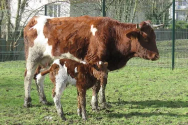Cornette, la vache qui s'était échappée de l'abattoir, vient d'avoir un petit