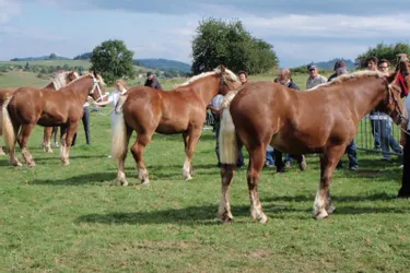 Un concours de chevaux de trait le 7 septembre au moulin de la Tranchère