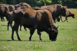 Animation spéciale pour les bisons du Palais