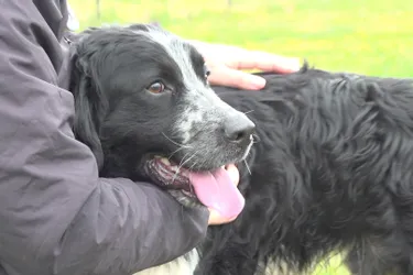 Gustave, chien de 2 ans plein de vie, à adopter à l'APA du Puy-de-Dôme