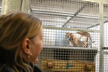 Kina, tigresse en danger d'extinction, vient de s'installer au PAL
