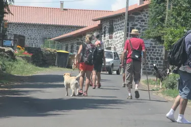 Un marcheur attaqué par des chiens errants sur les chemins de Compostelle