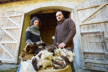 Un tondeur de moutons lance sa marque de laine en Creuse