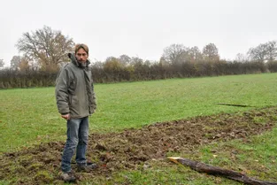 Pour l'environnement, son troupeau et le paysage, un éleveur de Louroux-Hodement (Allier) va planter deux kilomètres de haies bocagères