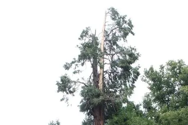 Coup de foudre fatal à un séquoia