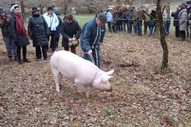 Foire : Paul Pinsard et son cochon truffier