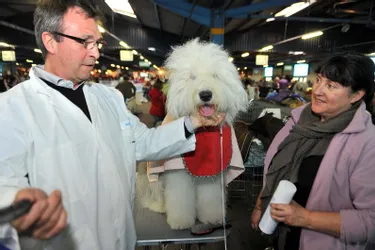 EN IMAGES: 3000 chiens à l'exposition canine internationale. Parc des expositions.
