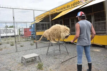 Le tribunal administratif annule l'arrêté pris par la ville de Clermont-Ferrand interdisant l'installation de cirques avec animaux sauvages