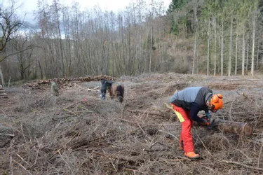 Actypoles mise sur le nettoyage des rémanents forestiers à l’aide d’un cheval