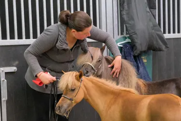 Au concours d'élevage de chevaux miniatures de Vichy (Allier), ces petits « qui n'ont rien à envier aux grands »