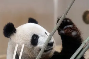 Quand VGE a failli être terrassé par un panda