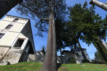 Seize arbres vont être abattus dans le parc du lycée Edmond-Perrier à Tulle
