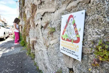 Au pied du mur, si on donnait une petite trêve à la biodiversité en ville (Creuse) ?